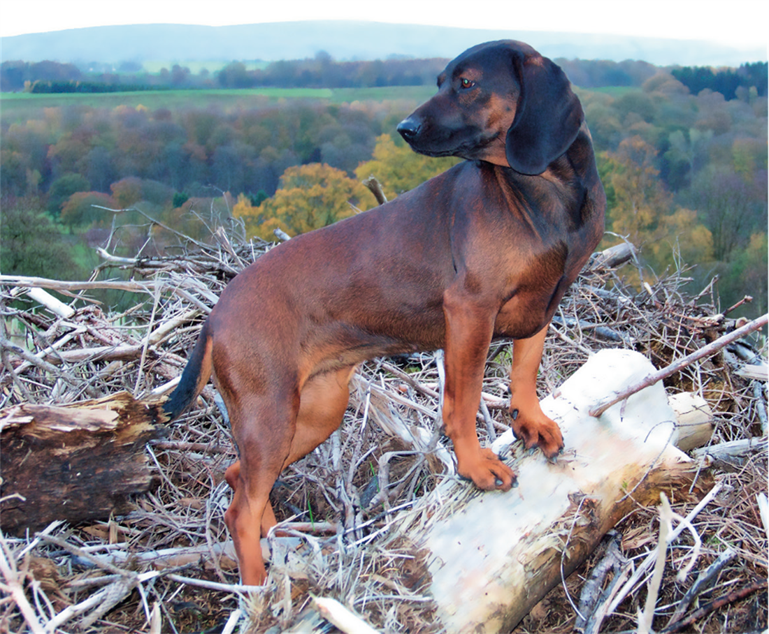 DEER TRACKING DOGS