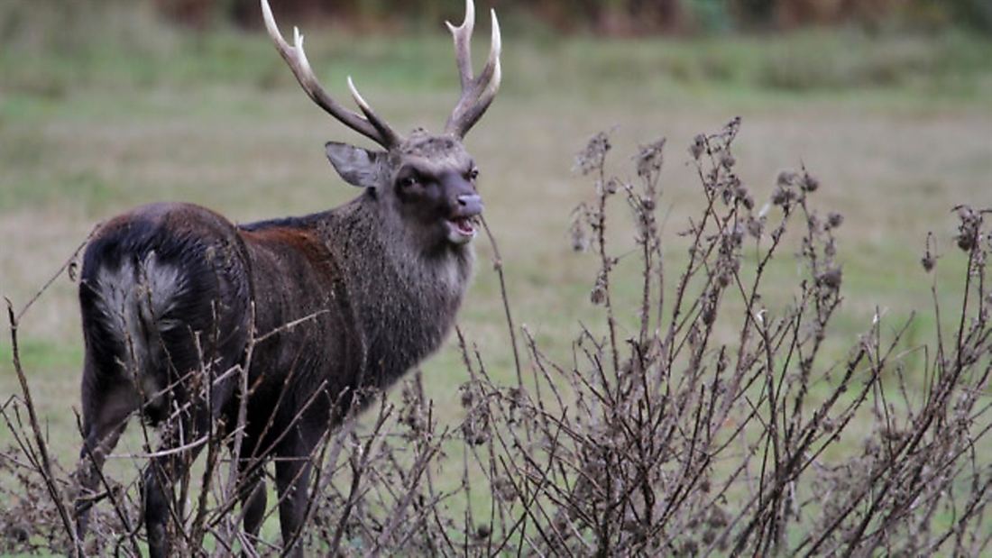 Deer management for beautiful antlers; incl. history and scientific facts about deer antlers