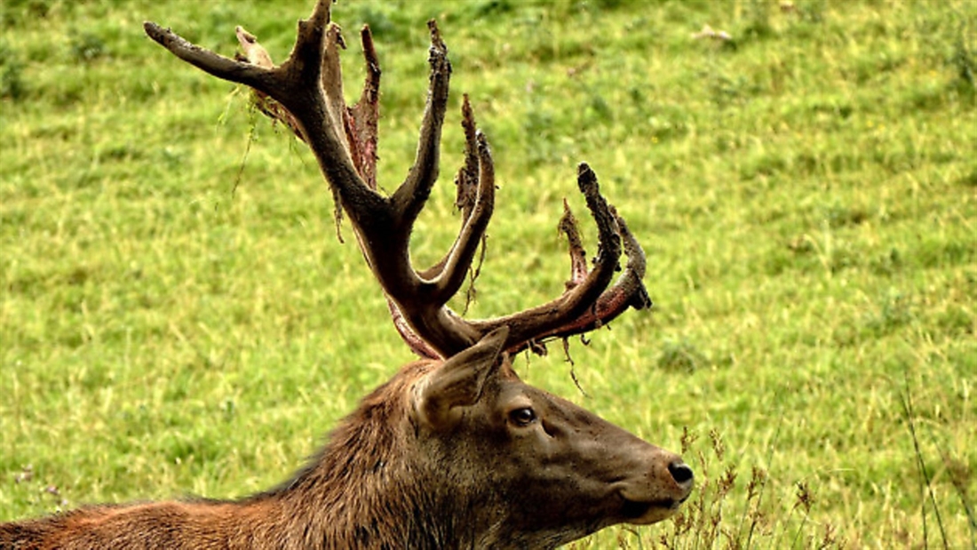 4,000 year old deer skull and antlers found in Borth