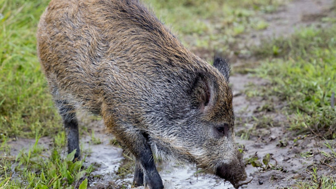 Wild Boar &#8211; social structure and best management practises