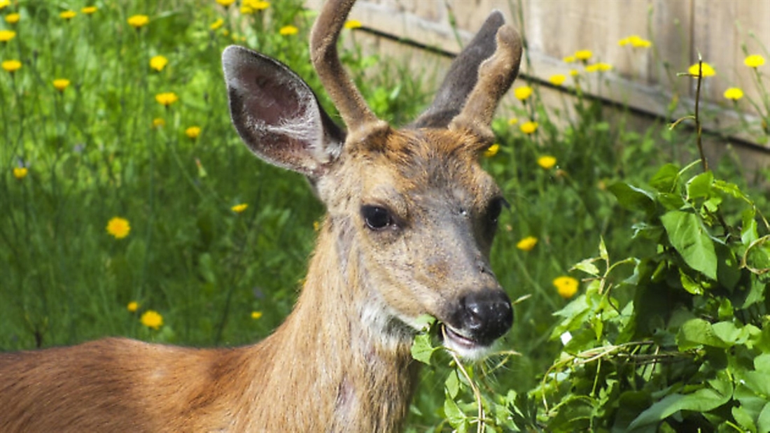 Population and damage assessment for deer cull plan