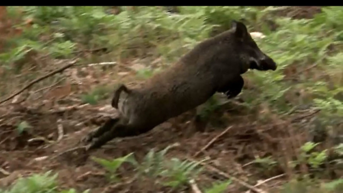 *VIDEO* Fieldsports Britain &#8211; boar dogs &#038; big duck calls