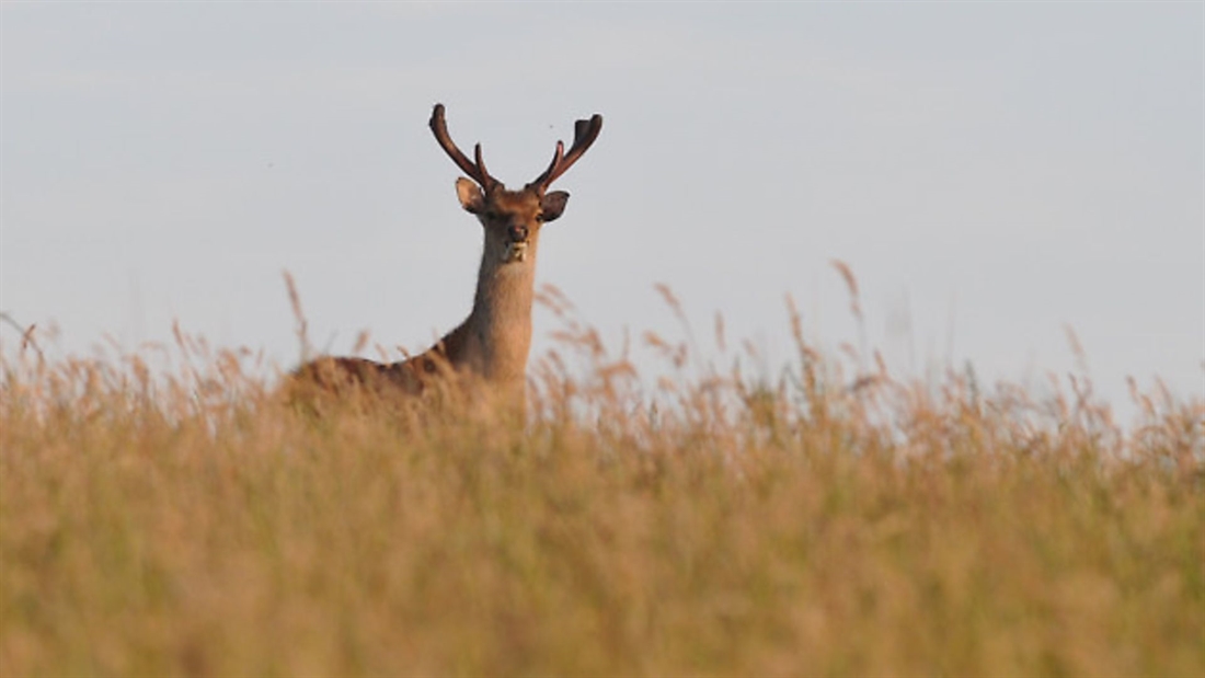 Deer management: understanding deer movement patterns