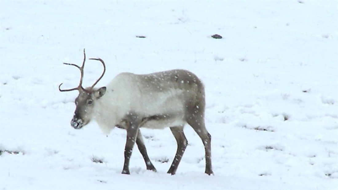 Reindeer to be culled in Russia’s far north due to anthrax outbreak