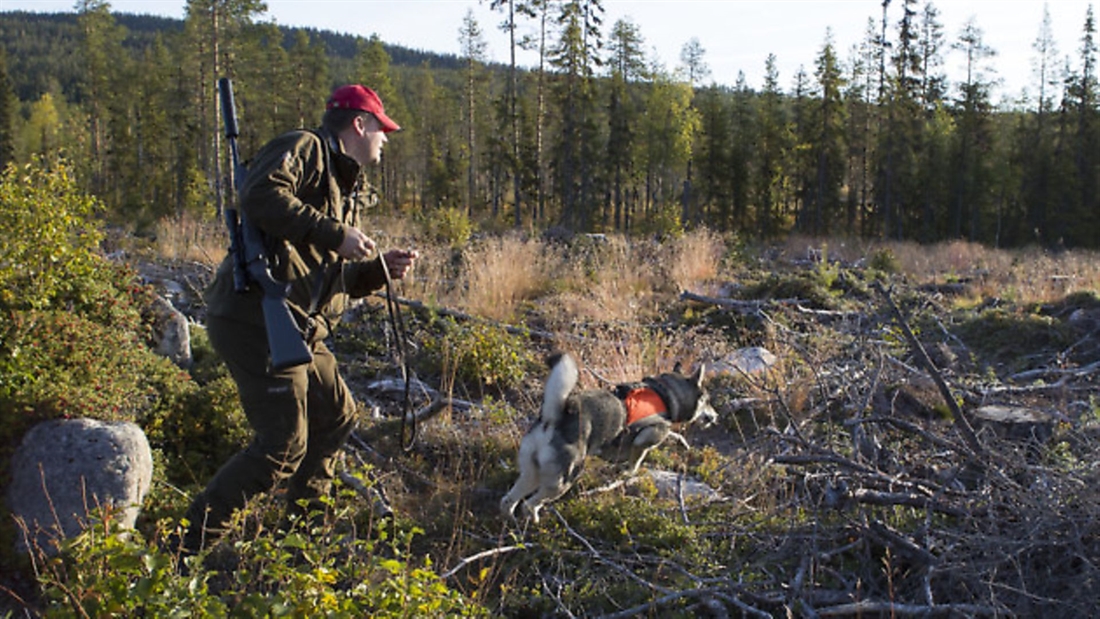 Ulf Lindroth hunts moose in Sweden