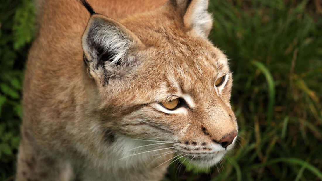 We must be sure of the ‘Lynx effect’ before decisions are made