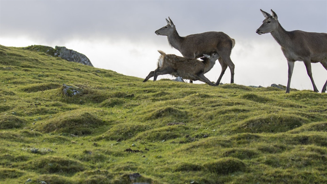 SGA concerned over proposals to extend female deer seasons