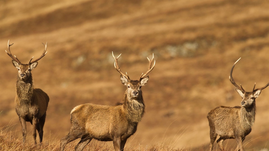 Community-based hunting initiatives &#8211; the future of sustainability?