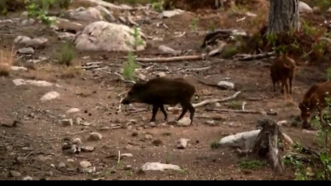 *VIDEO* Fieldsports Britain &#8211; wild boar, goose, shoot etiquette &#038; ‘Hello Charlie!”