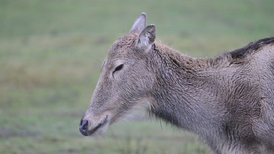 How to correctly assess whether a deer is dead or still alive