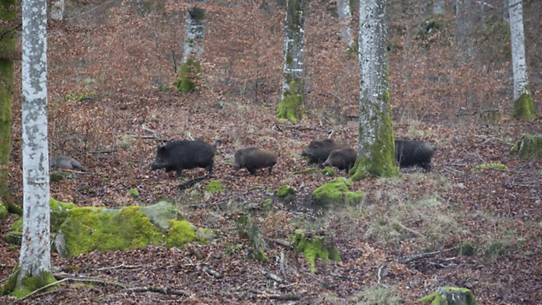 Ulf Lindroth hunts wild boar &#8211; Sweden