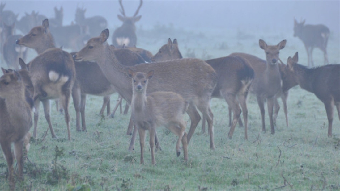 Sparsholt open days for budding gamekeepers