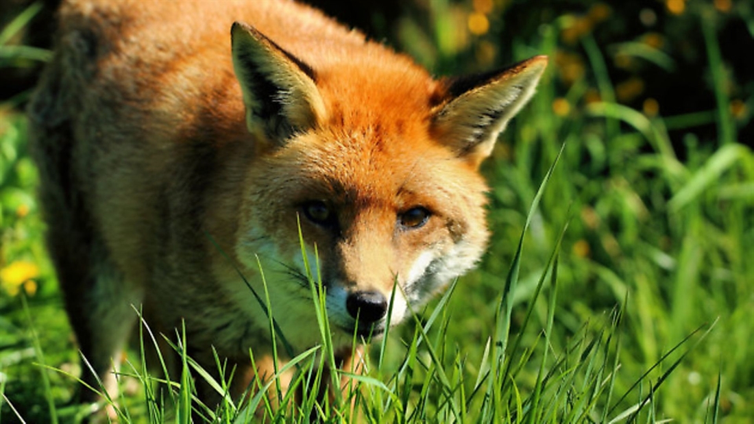 GWCT fox snaring courses available throughout Wales