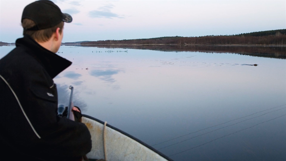 Two young brothers hunt muskrat &#8211; Sweden