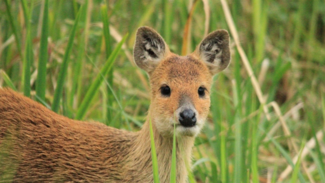 Sako 6 species &#8211; Chinese water deer (CWD) fact file