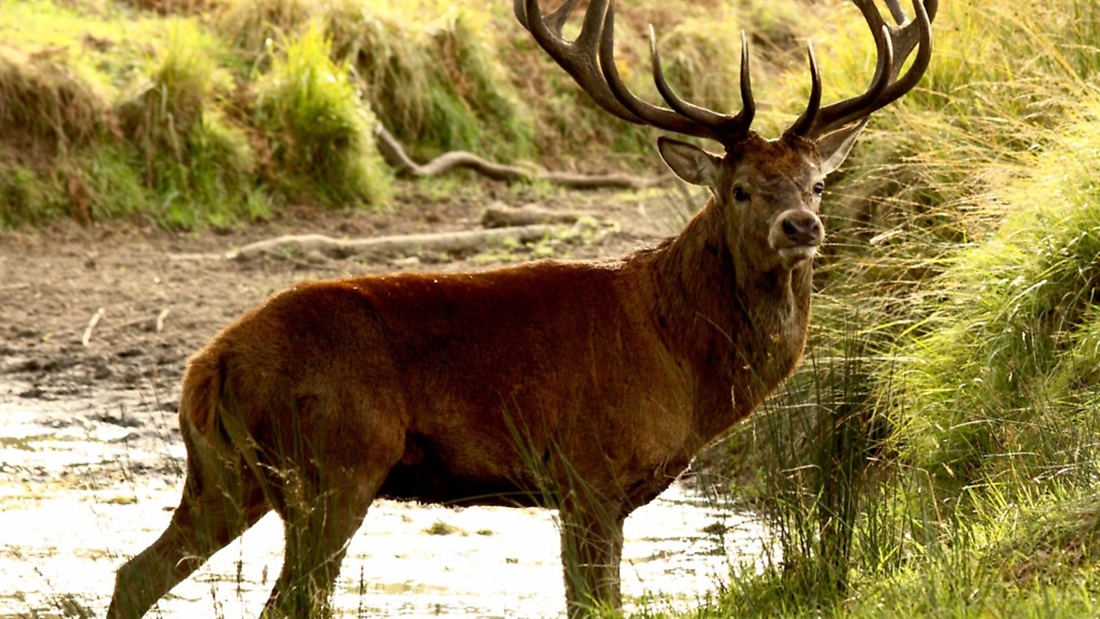 Assynt Crofters at loggerheads with SNH in deer culling row