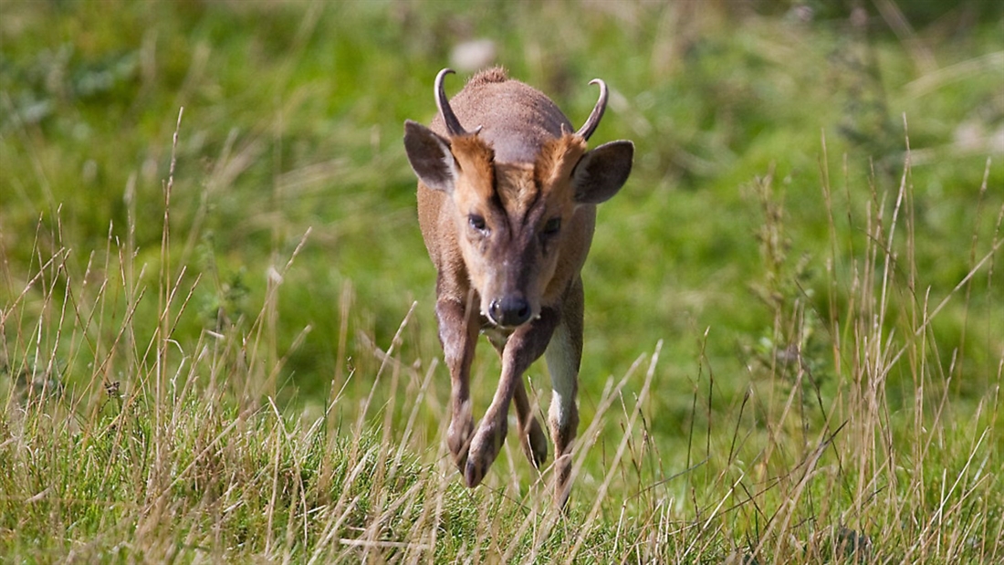 What is the best calibre to use for muntjac deer