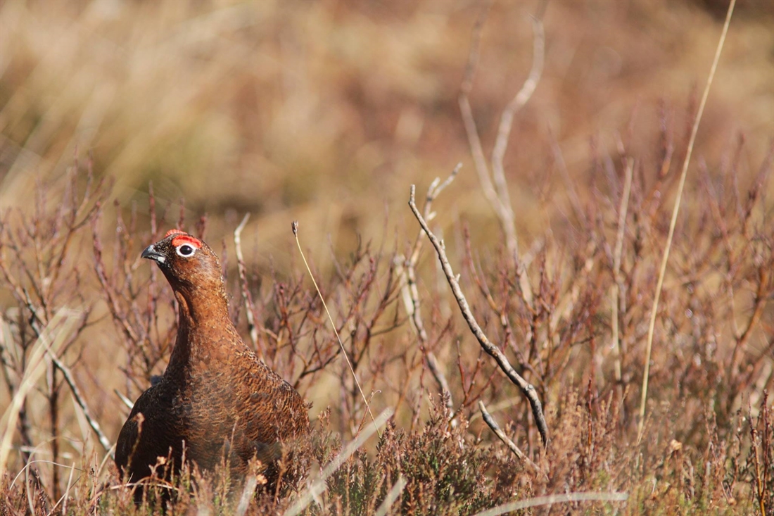 Three shooting estates win Redlist Revival awards for conserving hen harriers, lapwings &#038; black grouse