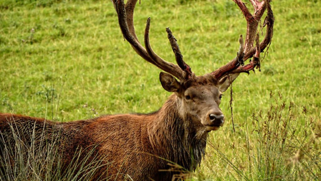 The red deer project