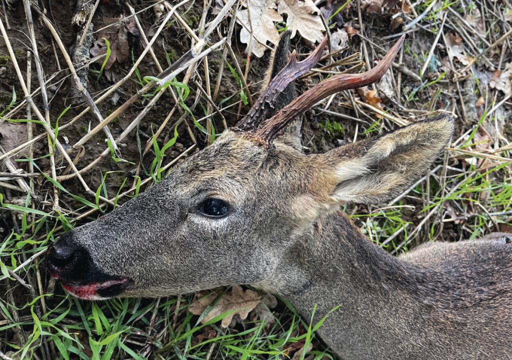 No ordinary buck