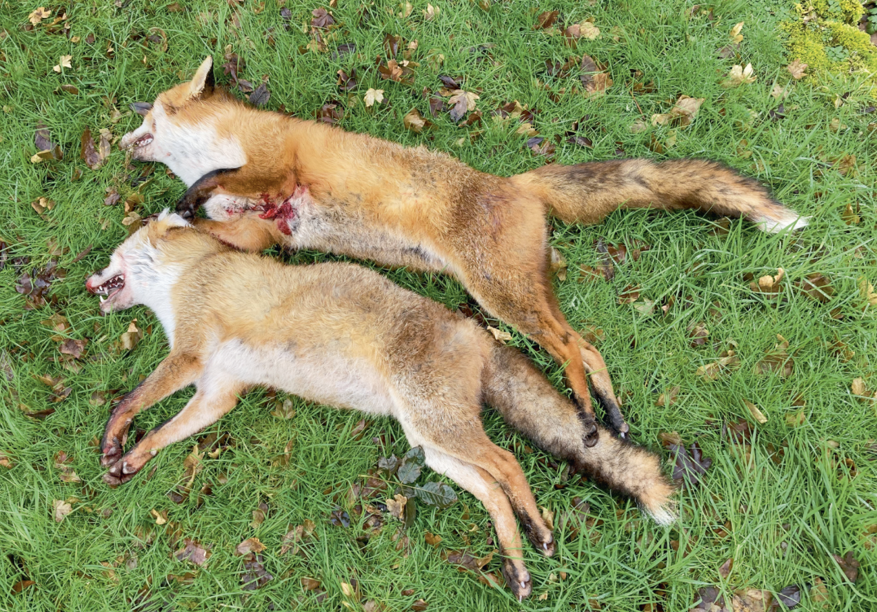 Foxes and flu