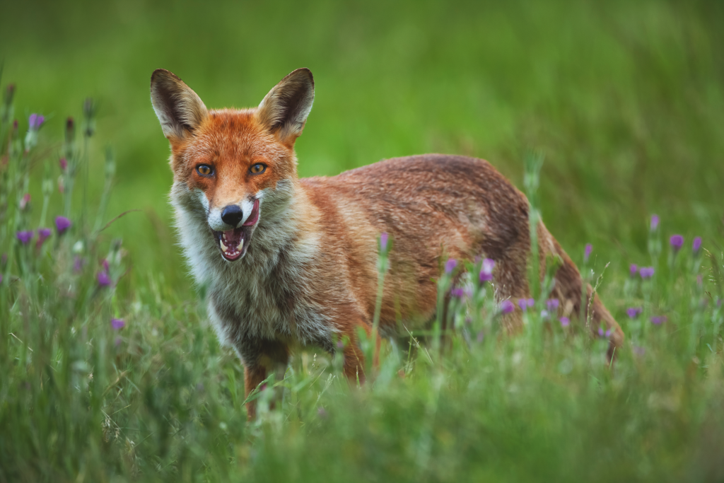 No predator control means no birds