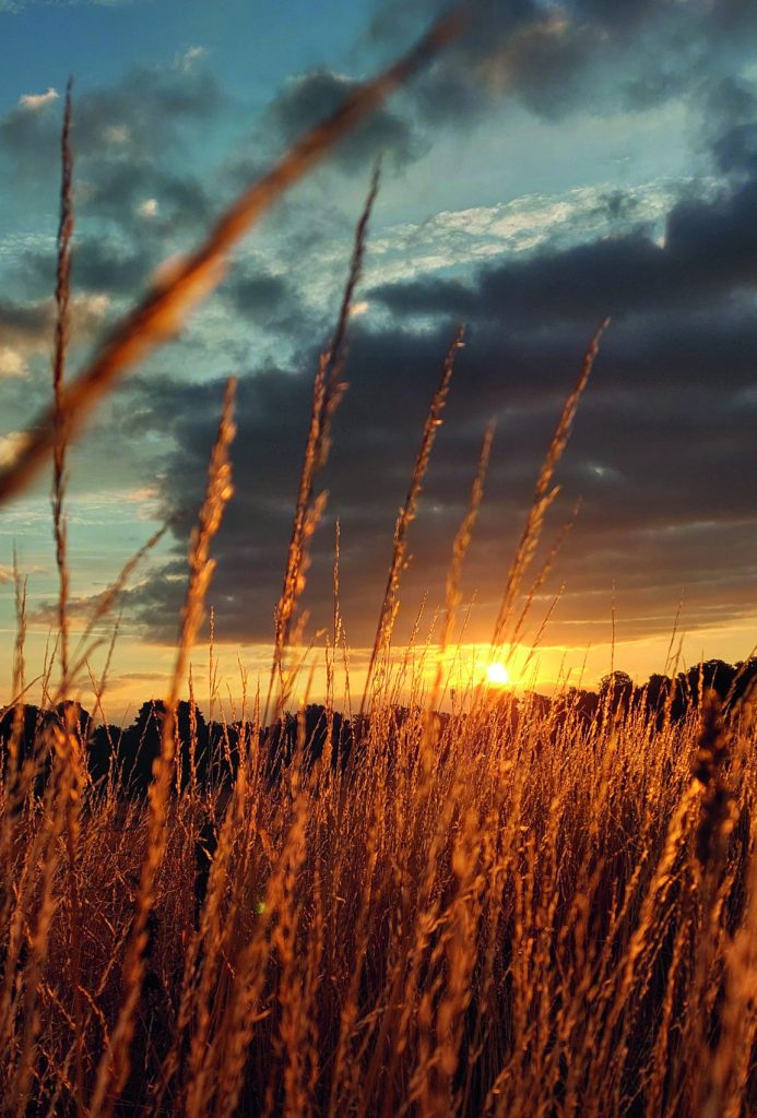 sunset over UK field