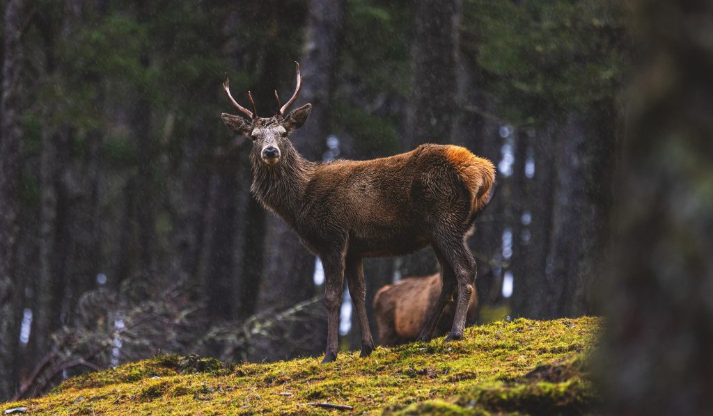 Bill threatens to halve stalkers and jail dissenters