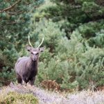 Sika could come to dominate Scottish woodlands, study warns