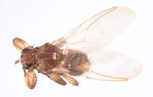 Unfed winged Deer Ked