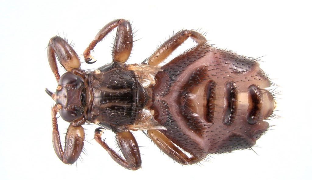 Stalkers asked to support deer ked study