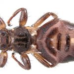 Stalkers asked to support deer ked study