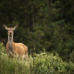 Counting the cost of Scotland's deer crisis