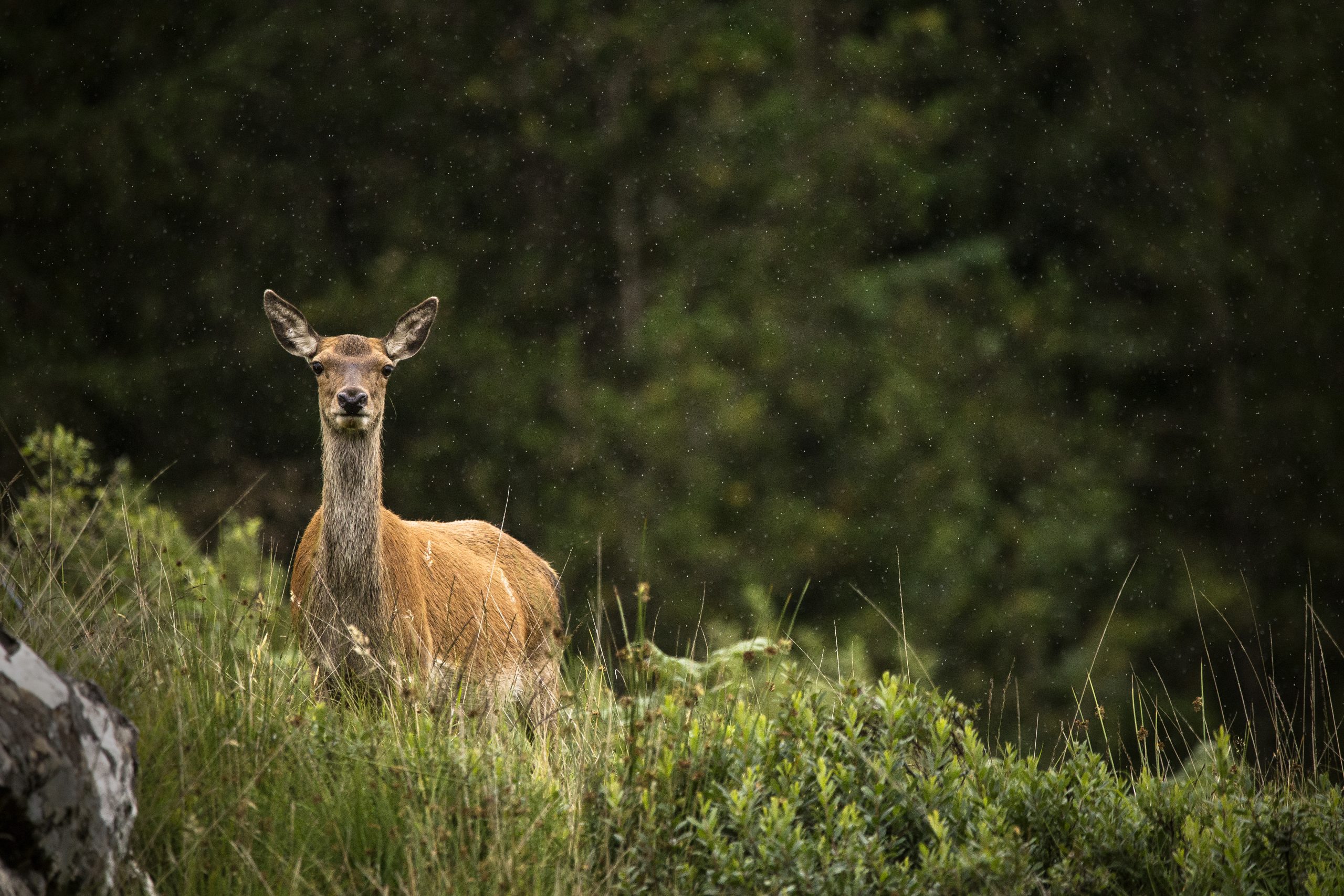 Counting the cost of Scotland’s deer crisis