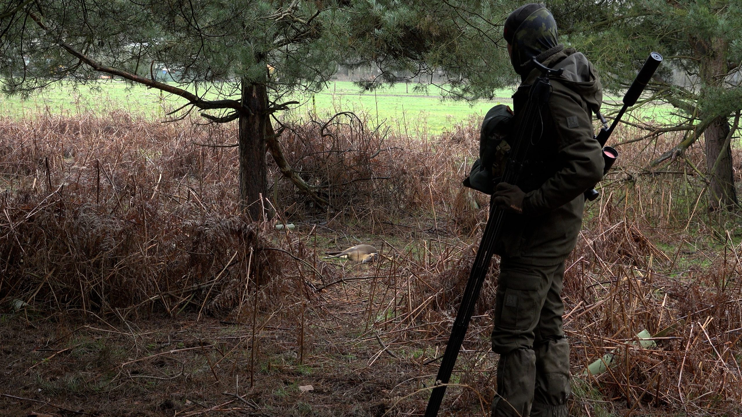 Shooting muntjac deer in the UK