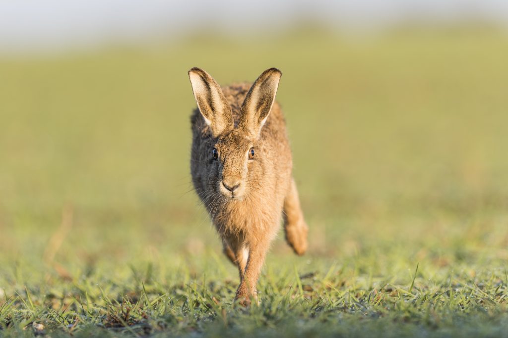 Courts told to jail hare coursers