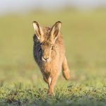 Courts told to jail hare coursers