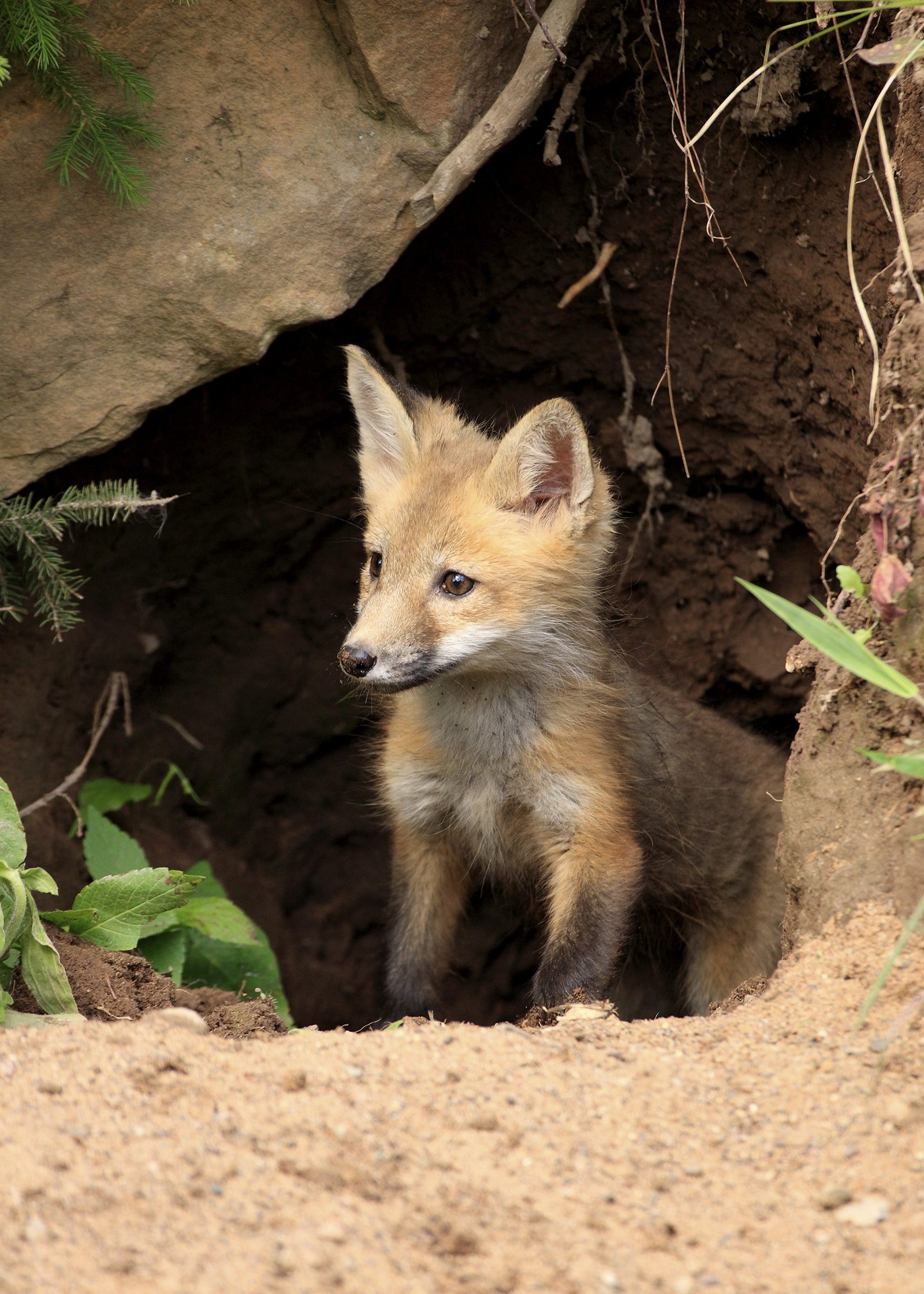Red fox cub at the earth, where age and condition guide how remaining cubs are dealt with