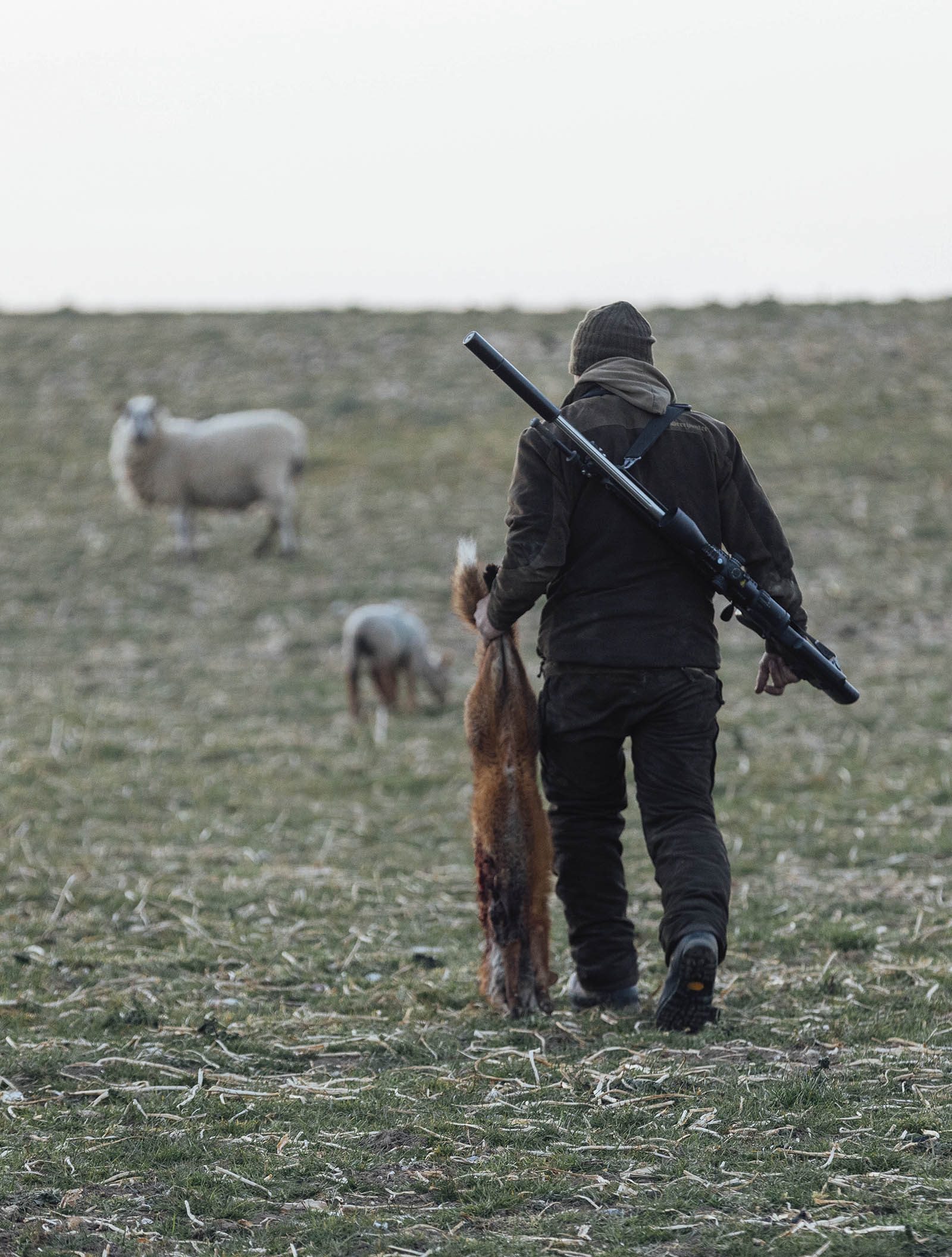 Fox shooter taking up a steady position in the field, rifle ready for a fox