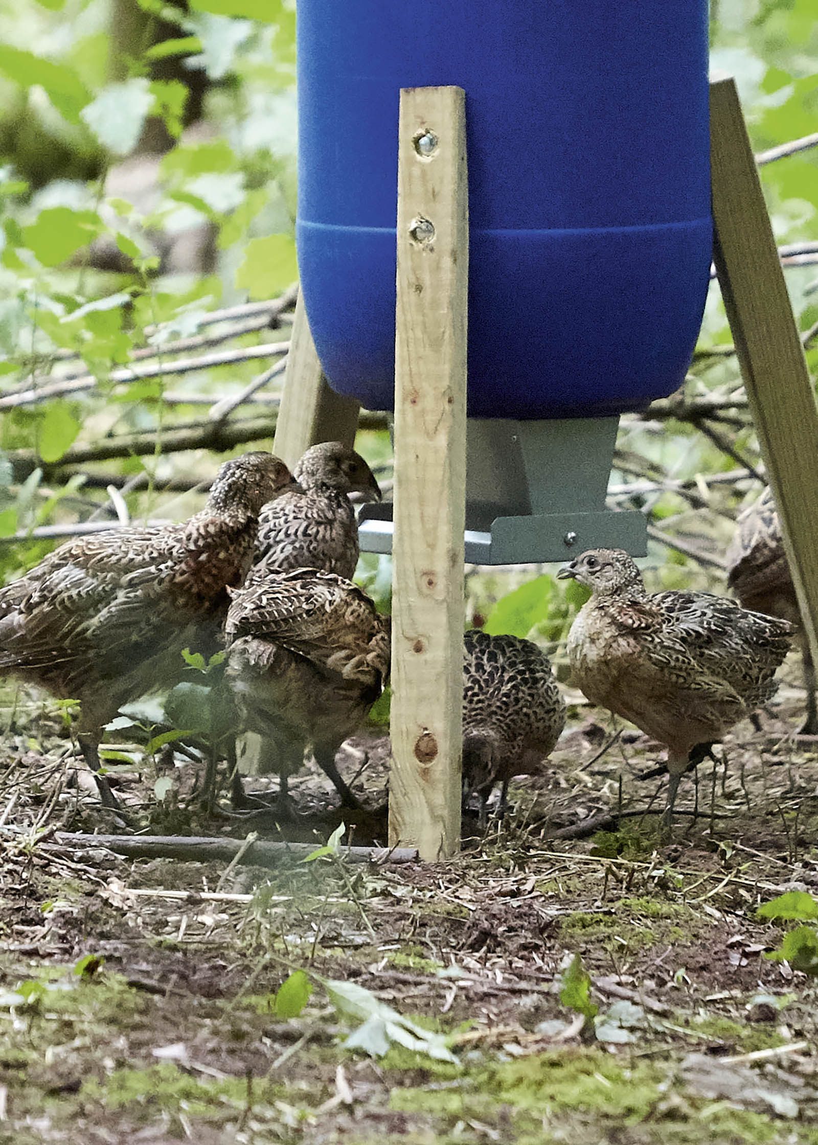 Young gamebird poults gathered around a drinker inside a release pen