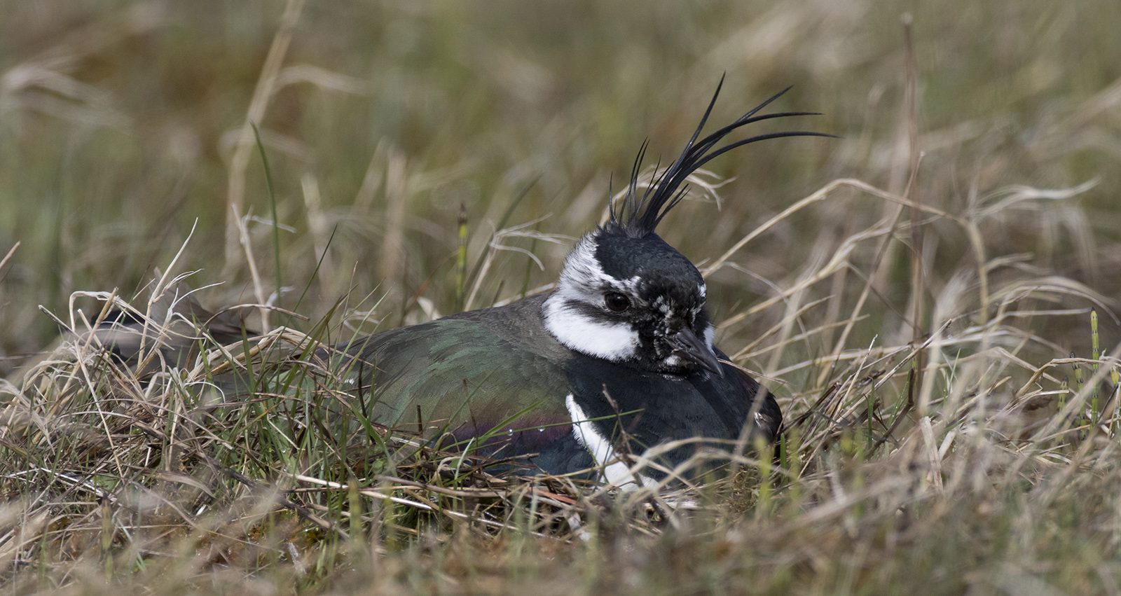Lapwing on its nest, one of the ground-nesting birds that fox control protects in spring