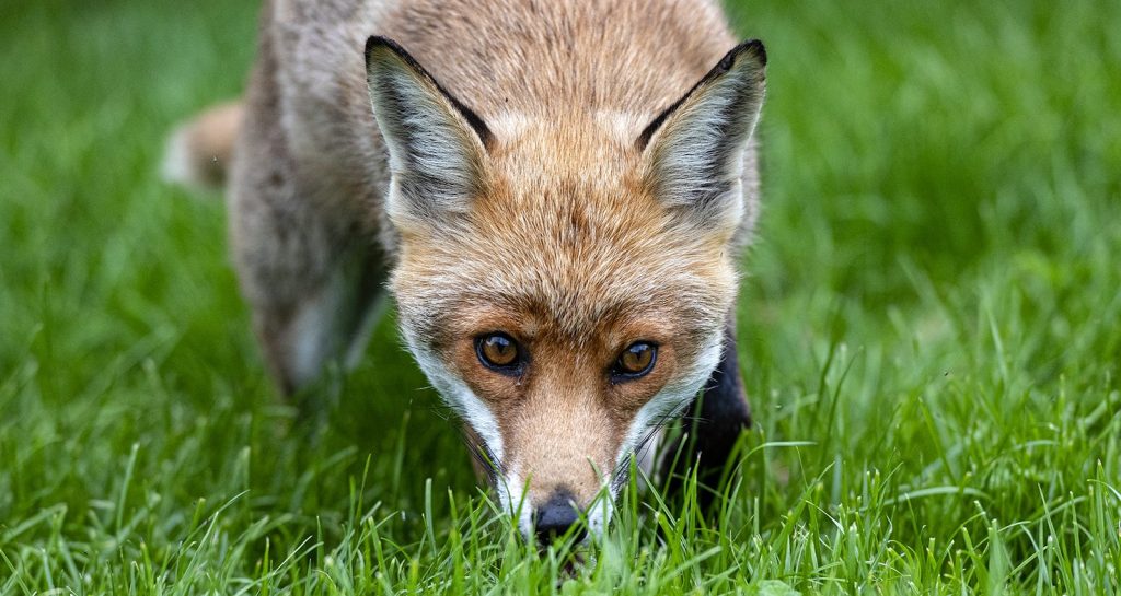 Down to earth: fox control at cub time