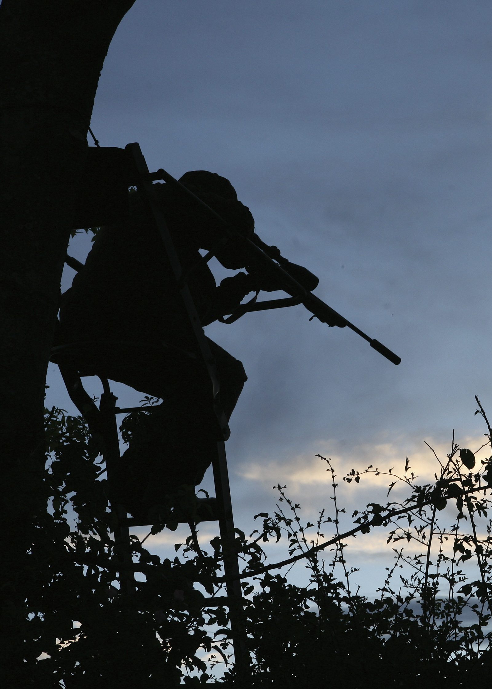 Rifle shooter silhouetted in a high seat at dusk, covering open ground for foxes