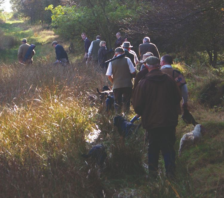 A team of shooters and beaters walking away from the camera in a line, on a shoot day, with gundogs 