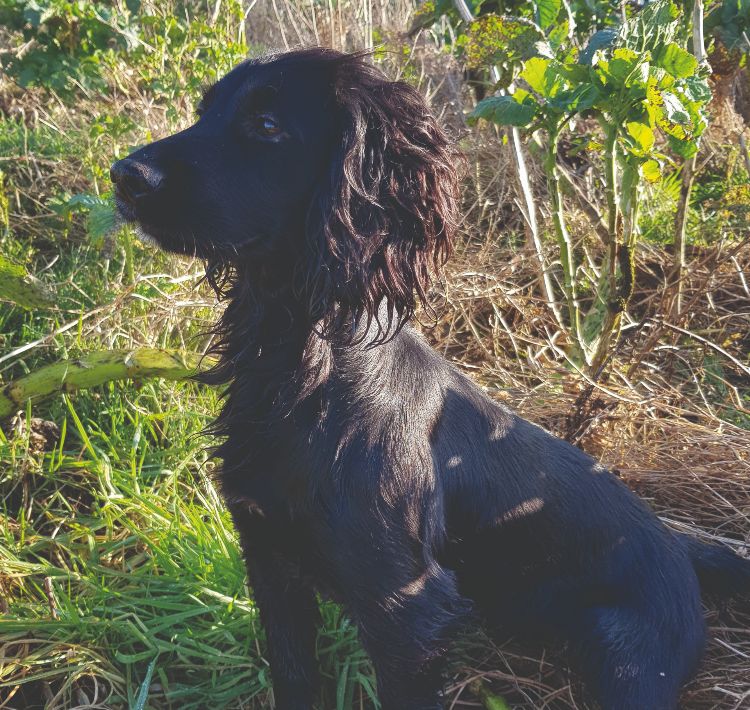 A black spaniel, sat looking alert