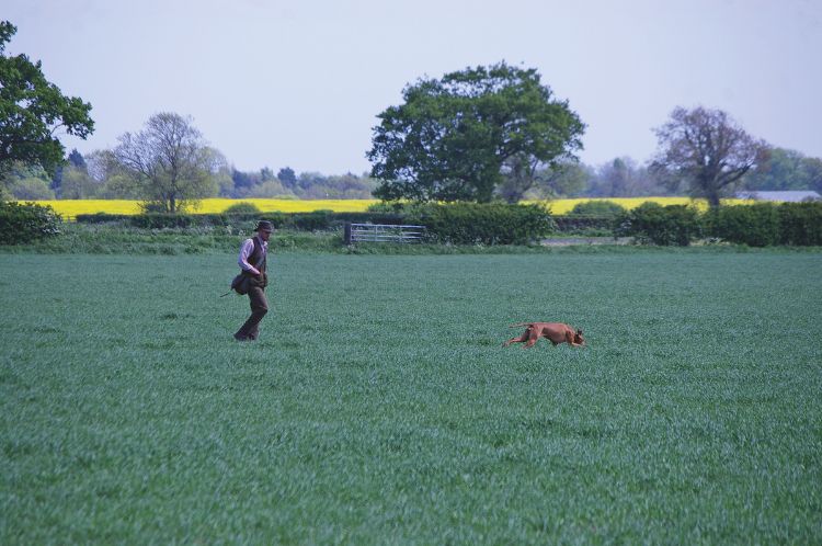 gundog training 