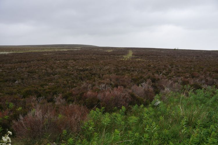 Upland Moorland