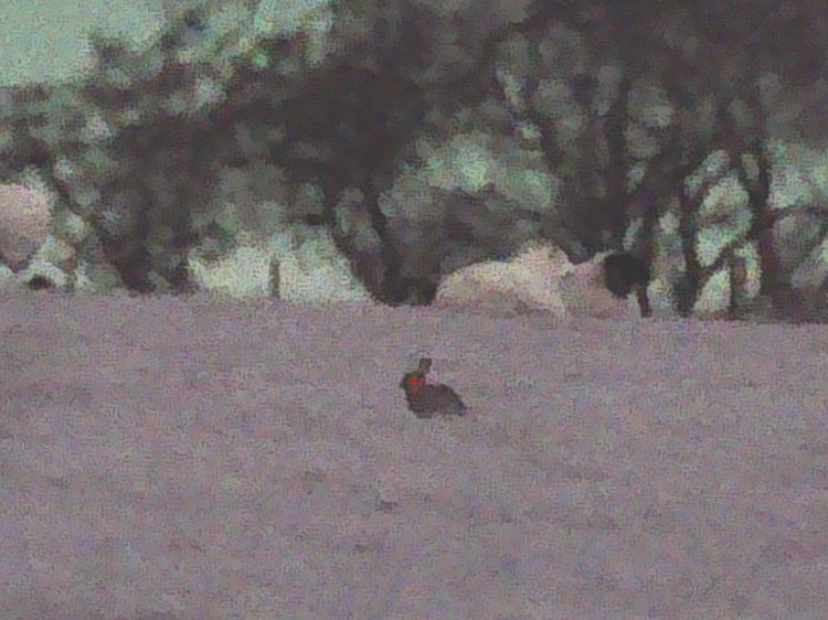 Rabbit in the crosshairs of a night vision scope